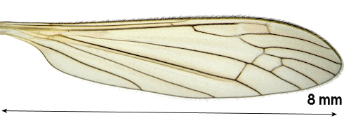 Dicranomyia hyalinata wing
