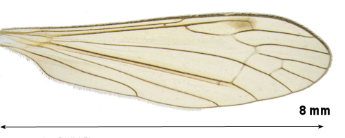 Dicranomyia magnicauda wing