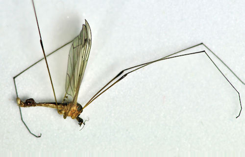 Dicranomyia mitis