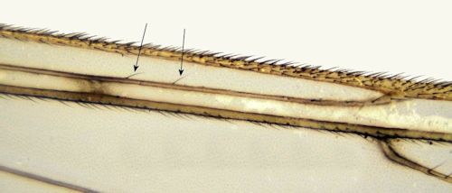 Dicranomyia mitis