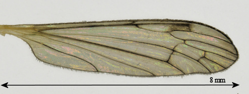 Dicranomyia mitis wing