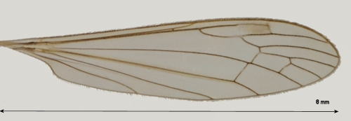 Dicranomyia modesta wing