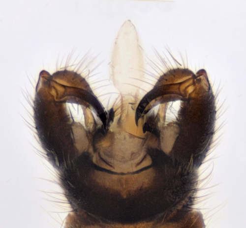 Dicranomyia morio dorsal