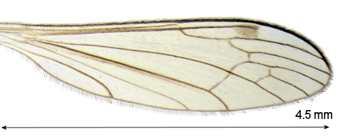 Dicranomyia morio wing