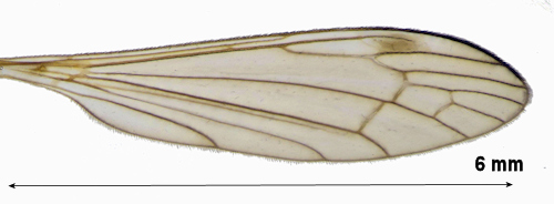 Dicranomyia occidua wing