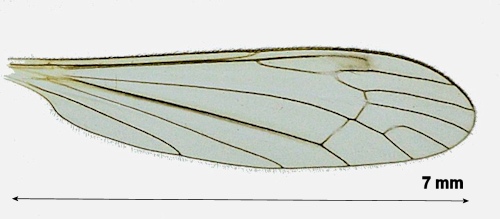 Dicranomyia patens wing
