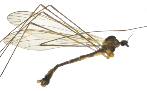 Dicranomyia ponojensis