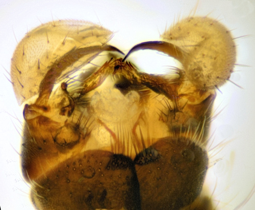 Dicranomyia ponojensis dorsal