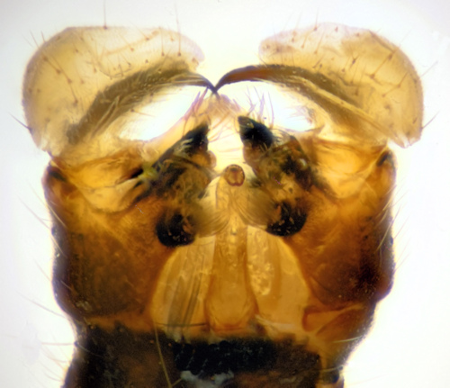 Dicranomyia ponojensis ventral