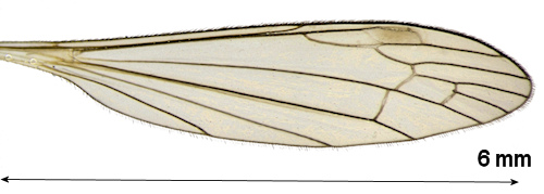 Dicranomyia ponojensis wing