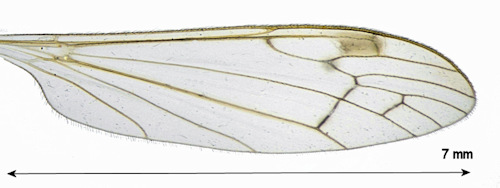 Dicranomyia radegasti wing