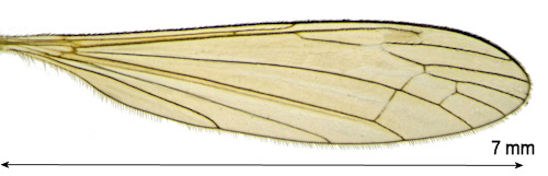 Dicranomyia rufiventris wing
