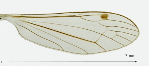 Dicranomyia stigmatica wing