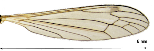 Dicranomyia stylifera wing