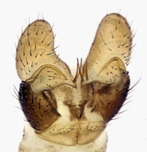 Dicranomyia terraenovae dorsal