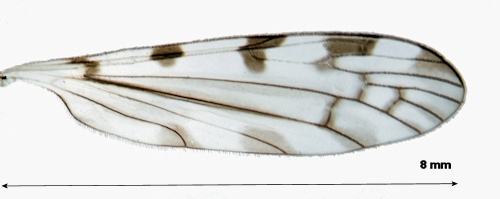Dicranomyia terraenovae wing