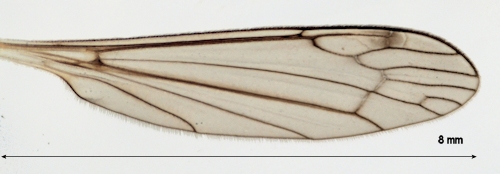 Dicranomyia tristis wing