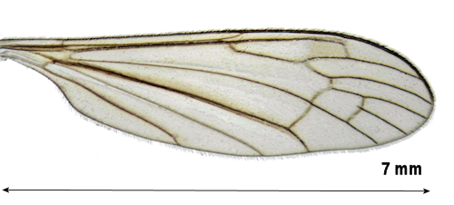 Dicranomyia ventralis wing