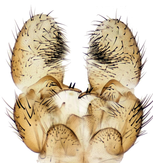 Dicranomyia zernyi dorsal