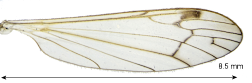 Dicranomyia zernyi wing