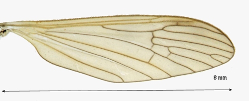 Dicranophragma separatum wing