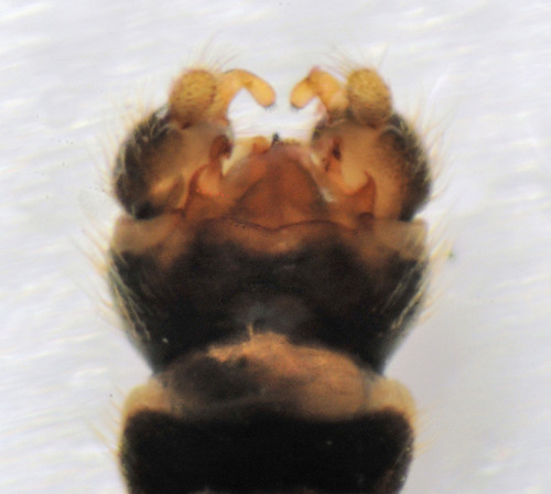 Dicranota bimaculata dorsal