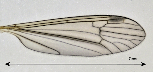 Dicranota bimaculata wing