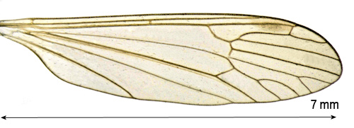 Dicranota exclusa wing