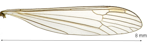 Dicranota gracilipes wing