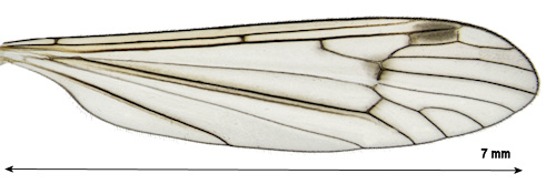 Dicranota guerini wing