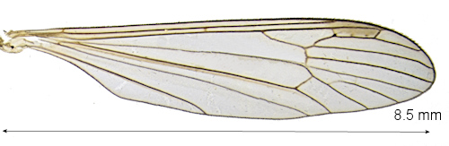 Dicranota pavida wing