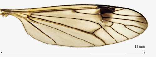 Dictenidia bimaculata wing