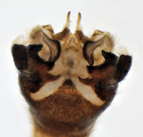 Diogma glabrata dorsal