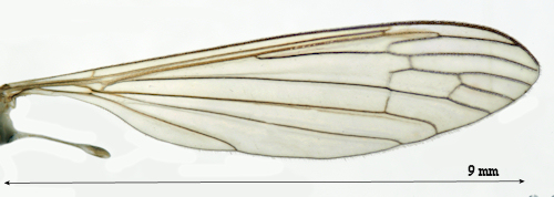 Diogma glabrata wing