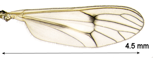 Dixa submaculata wing
