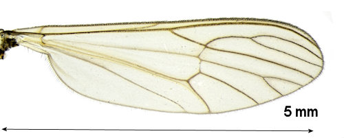 Dixella aestivalis wing