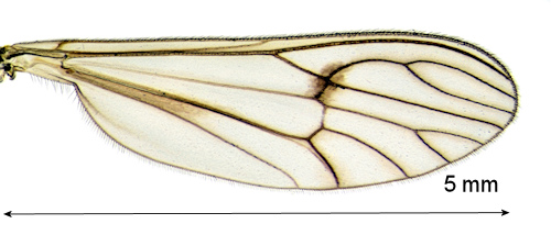Dixella borealis wing