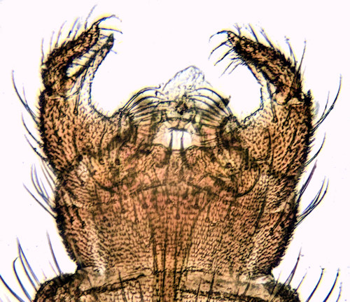 Dixella filicornis dorsal