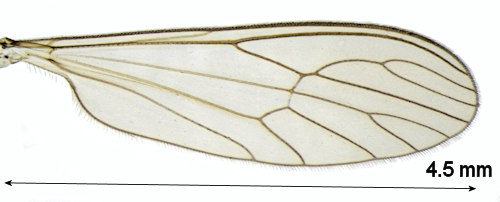 Dixella obscura wing