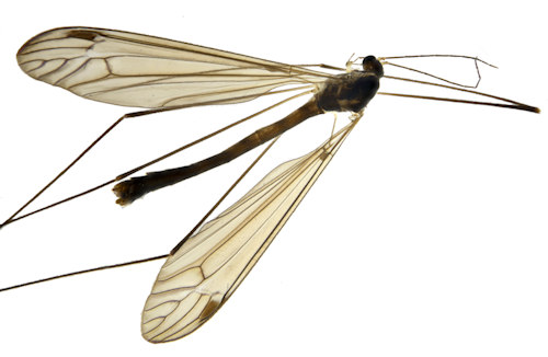 Dolichopeza albipes