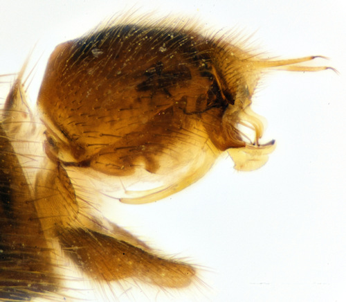 Dynatosoma fuscicorne lateral