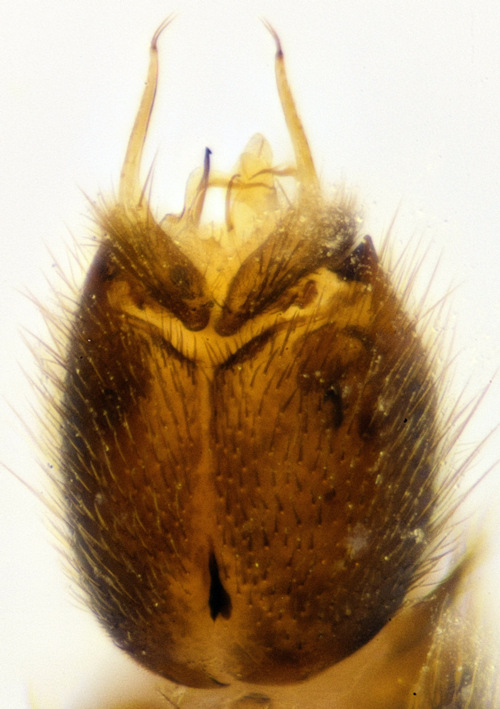 Dynatosoma fuscicorne ventral