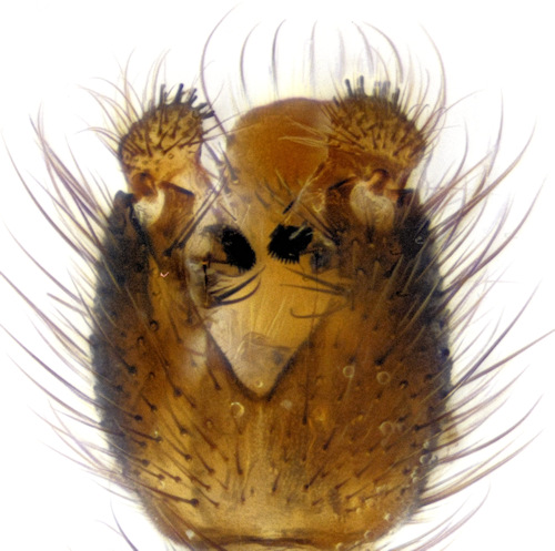 Dziedzickia marginata ventral