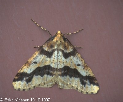 Erannis defoliaria 19.10.1997 Espoo