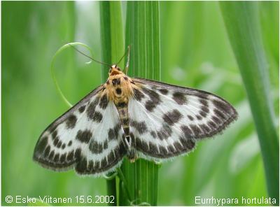 Eurrhypara hortulata V:Nummi-Pusula 672:33