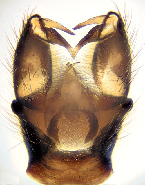Elephantomyia krivosheinae dorsal
