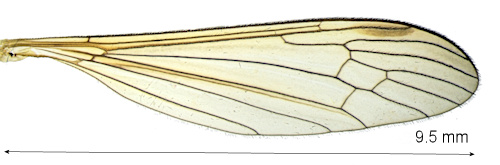 Elephantomyia krivosheinae wing