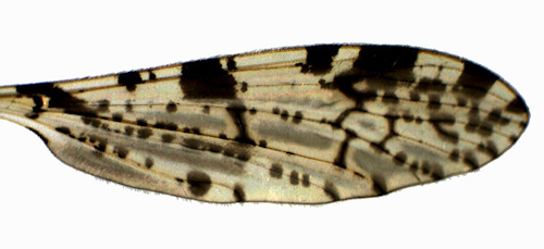 Eloeophila maculataa wing