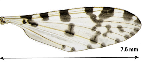Eloeophila mundata wing