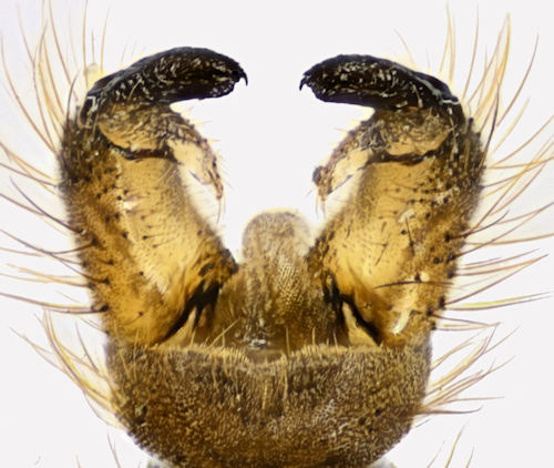 Eloeophila submarmorata dorsal